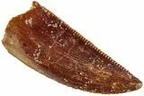 Serrated, Raptor Tooth - Real Dinosaur Tooth #233031-1
